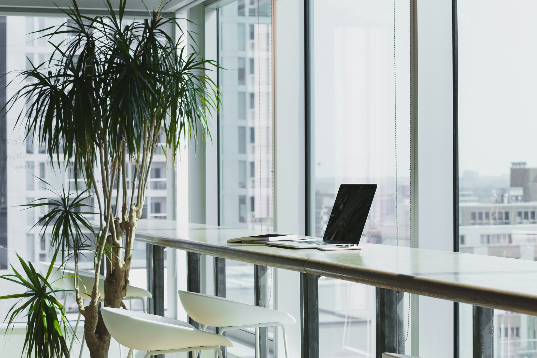 Bright office workspace with a mature green plant